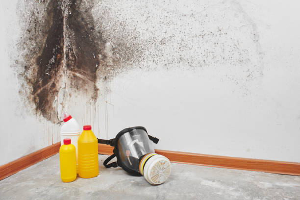 Best Basement water damage restoration  in Rockcreek, OR